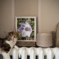 Lila blauw Anemone Coronaria Wilde Bloem Schildere