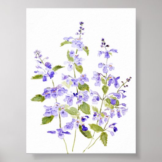 lila-blauw paarse violet Nepeta racemosa Walker's Poster (Voorkant)