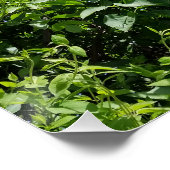 lila bloei perfect poster (Hoek)