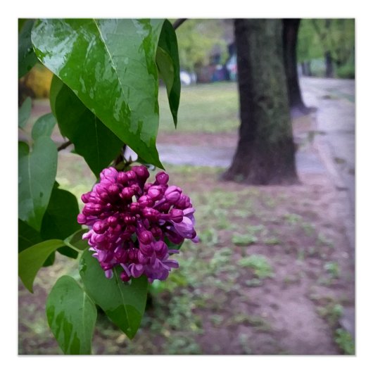 lila bloem in de regen perfect poster (Voorkant)