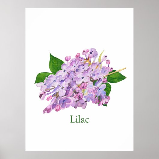 lila bloem paarse waterverf botanisch poster (Voorkant)