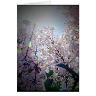 Lila bloemen