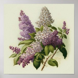 Lila Bloemen Art Print Poster