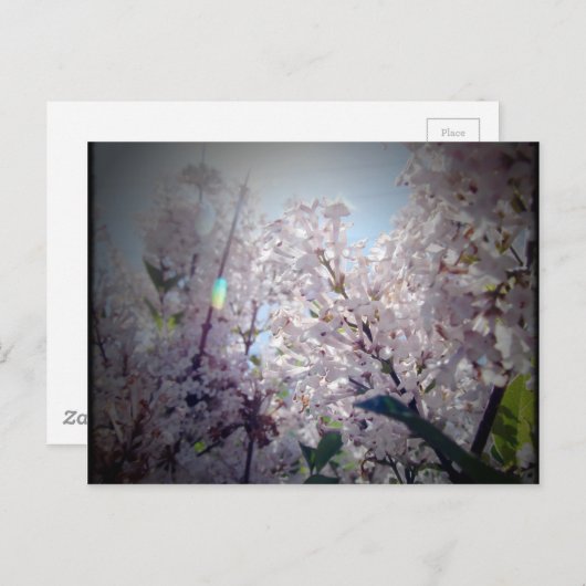 Lila bloemen briefkaart (Voorkant / Achterkant)