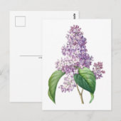 Lila bloemen Redouté Botanische illustratie Briefkaart (Voorkant / Achterkant)