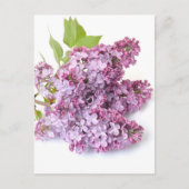 Lila bloesems briefkaart (Voorkant)