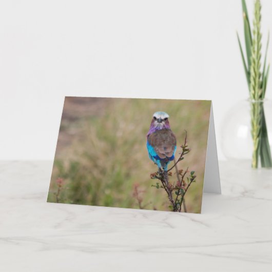 Lila borstkolf, Tanzania Feestdagen Kaart (Voorkant)