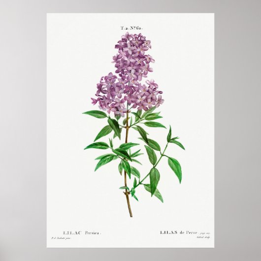 Lila Botanisch Poster (Voorkant)