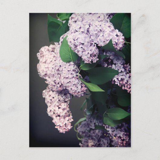 Lila Bouquet met Vignette Briefkaart (Voorkant)