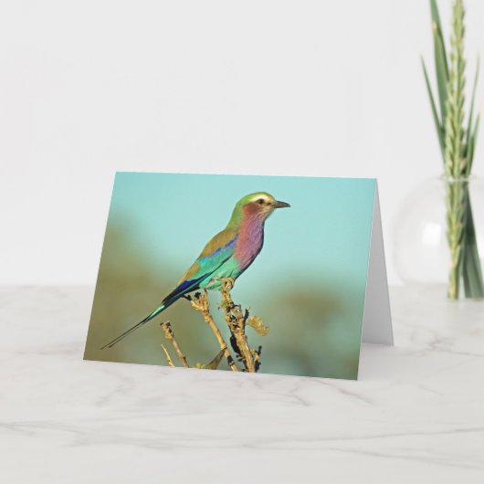 LILA BREASTE ROLLER KAART (Voorkant)