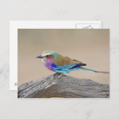 Lila-Breasted rol (caudata Coracias) Briefkaart (Voorkant / Achterkant)