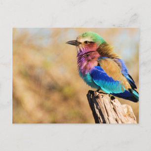Lila-Breasted Roller Colorful African Bird Feestdagenkaart