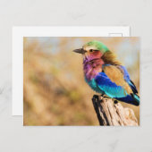 Lila-Breasted Roller Colorful African Bird Feestdagenkaart (Voorkant / Achterkant)