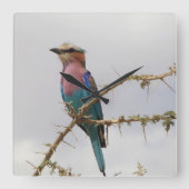 Lila Breasted Roller Vogelklok Vierkante Klok (Voorkant)
