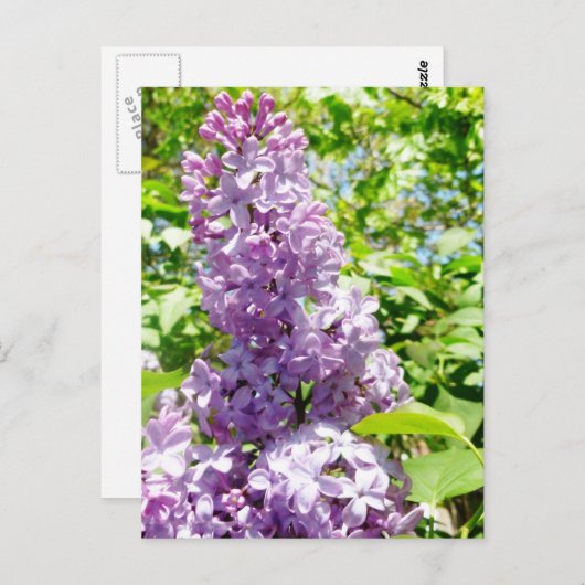 Lila briefkaart (Voorkant / Achterkant)