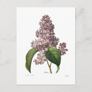 Lila Briefkaart