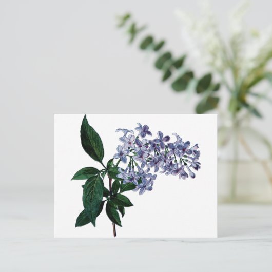 lila briefkaart (Staand voorkant)