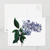 lila briefkaart (Voorkant / Achterkant)