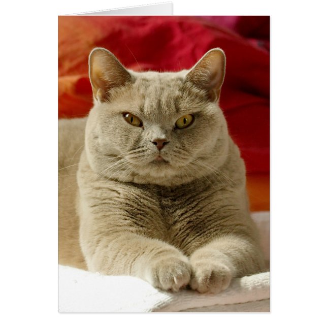 Lila Britse kustkat (Voorkant)