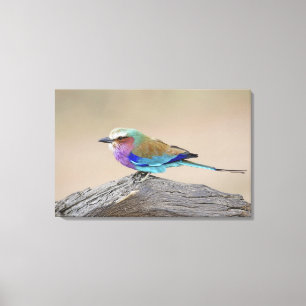 Lila broodrooster (Coracias caudata) Canvas Afdruk