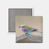 Lila broodrooster (Coracias caudata) Magneet (Voorkant / Achterkant)