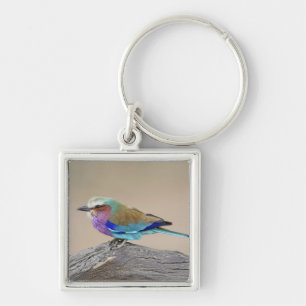 Lila broodrooster (Coracias caudata) Sleutelhanger