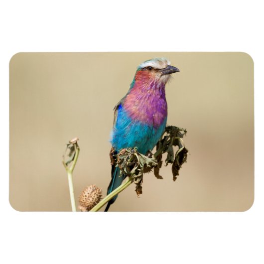 Lila broodrooster magneet (Horizontaal)