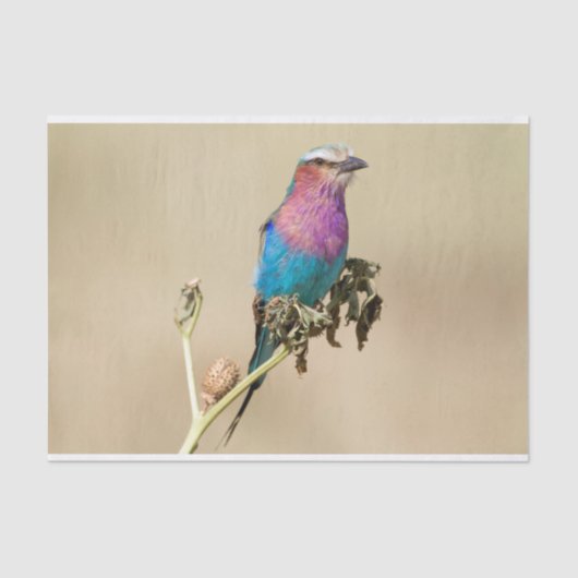 Lila broodrooster tissuepapier (Voorkant)