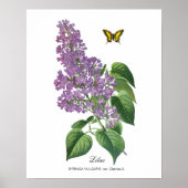 Lila Butterfly Botanical Jean Bois Poster (Voorkant)