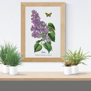 Lila Butterfly Botanical Jean Bois Poster