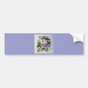Lila Clematis vijn Acrylverf Bumpersticker