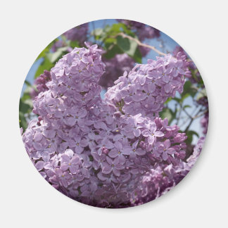 Lila cluster magneet