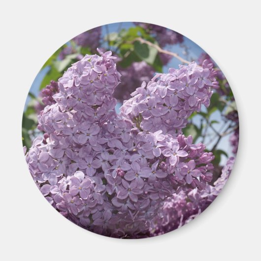Lila cluster magneet (Voorkant)