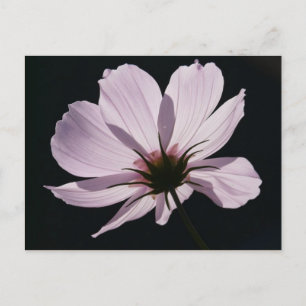Lila Cosmea Flower Briefkaart