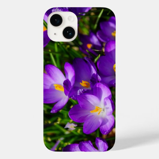 Lila Crocuses iPhone Case (Achterkant)