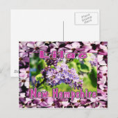 Lila - de NH-staatsventilator Briefkaart (Voorkant / Achterkant)