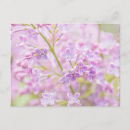 Lila Flowers Mist Briefkaart