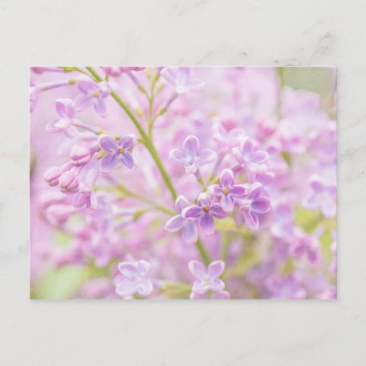 Lila Flowers Mist Briefkaart (Voorkant)