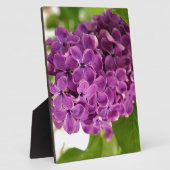  Lila Fotoplaat (Zijkant)