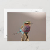 Lila gebrande Roller, Coracias caudata, Samburu Briefkaart (Voorkant / Achterkant)