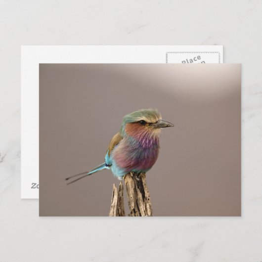 Lila gebrande Roller, Coracias caudata, Samburu Briefkaart (Voorkant / Achterkant)