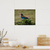 Lila gebrande rolvogel poster (Keuken)