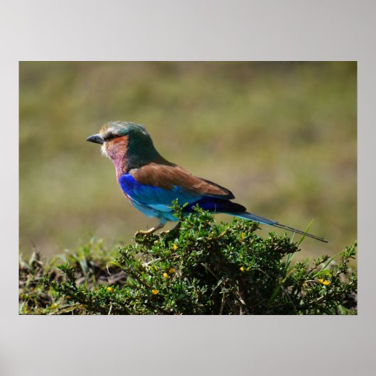 Lila gebrande rolvogel poster (Voorkant)