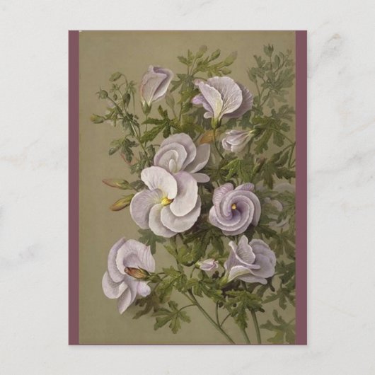  Lila Hibiscus Purple Flowers Floral Briefkaart (Voorkant)