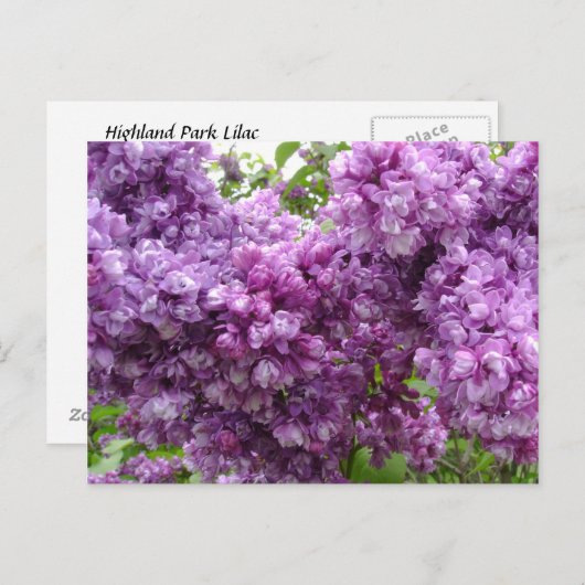 Lila in Bloom Briefkaart (Voorkant / Achterkant)