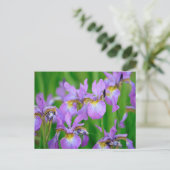Lila kleuren die Iris Flowers blokkeren Briefkaart (Staand voorkant)