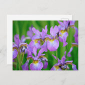 Lila kleuren die Iris Flowers blokkeren Briefkaart (Voorkant / Achterkant)