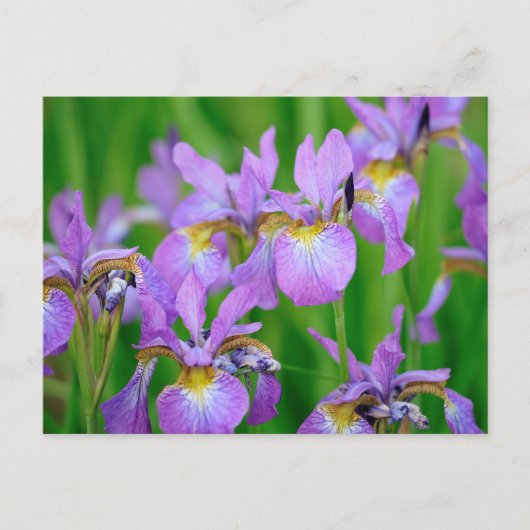 Lila kleuren die Iris Flowers blokkeren Briefkaart (Voorkant)