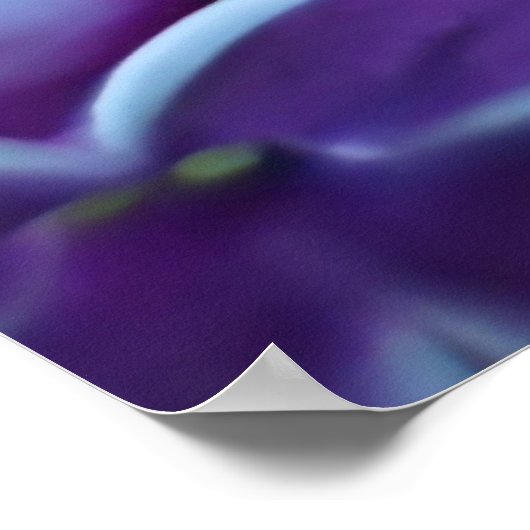 Lila kleurverscheidenheid poster (Hoek)