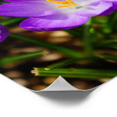 Lila kruispunten poster (Hoek)